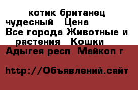 котик британец чудесный › Цена ­ 12 000 - Все города Животные и растения » Кошки   . Адыгея респ.,Майкоп г.